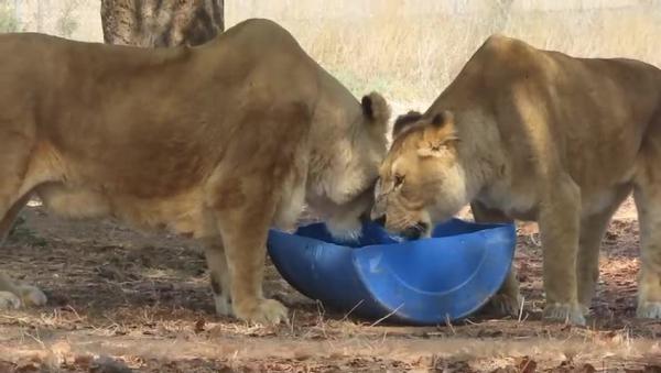 צפו בתיעוד: כך החיות בספארי נערכות לגל החום