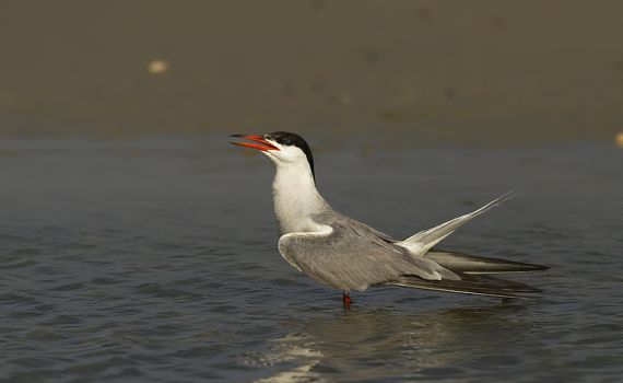 כך בינה מלאכותית ישראלית שומרת על עופות בסכנת הכחדה