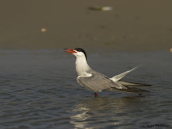 כך בינה מלאכותית ישראלית שומרת על עופות בסכנת הכחדה