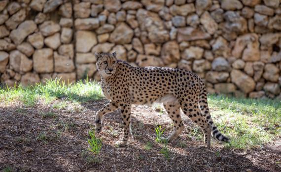 גן החיות: אוריאל נורי שהותקף בידי הנמר מת מפצעיו