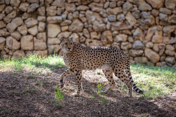 גן החיות: אוריאל נורי שהותקף בידי הנמר מת מפצעיו
