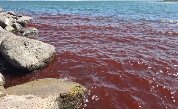 כתמים אדומים הופיעו בכנרת; רשות המים בהודעת הבהרה