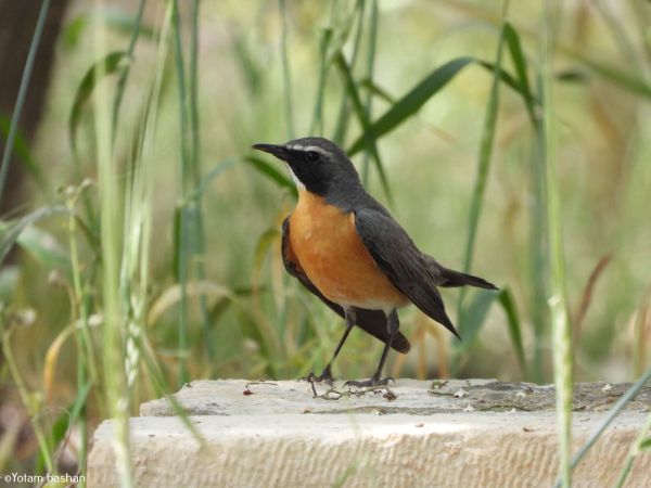 ביקור מפתיע מאיראן: ציפור שיר נדירה ביקרה בכנסת | צפו