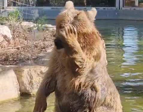 צפו: הדובות הסוריות מצננות את הקיץ הלוהט