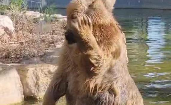 צפו: הדובות הסוריות מצננות את הקיץ הלוהט