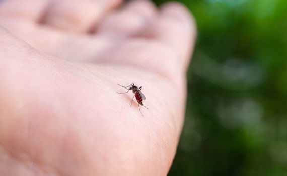 קדחת מערב הנילוס מתפשטת: יתושות נגועות נמצאו בדרום ובית שאן