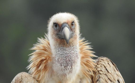 נאבקים על ההכחדה: חודש הנשרים יוצא לדרך