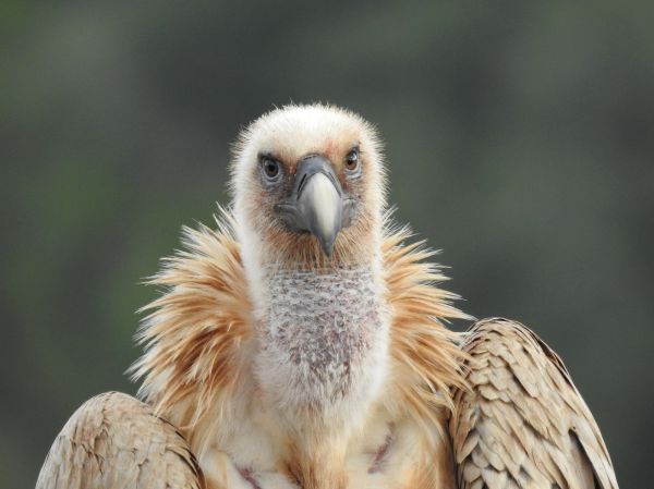 נאבקים על ההכחדה: חודש הנשרים יוצא לדרך