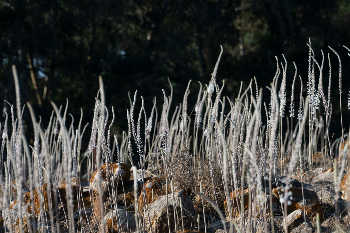 מרמת הגולן ועד הנגב: החצבים פורחים וממלאים את הארץ בסתיו