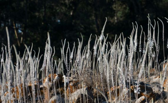 מרמת הגולן ועד הנגב: החצבים פורחים וממלאים את הארץ בסתיו
