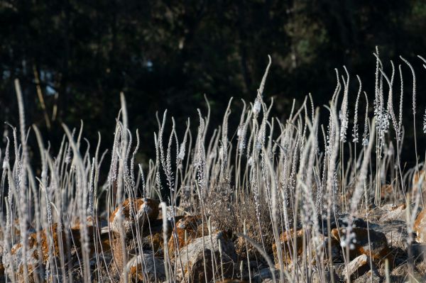מרמת הגולן ועד הנגב: החצבים פורחים וממלאים את הארץ בסתיו