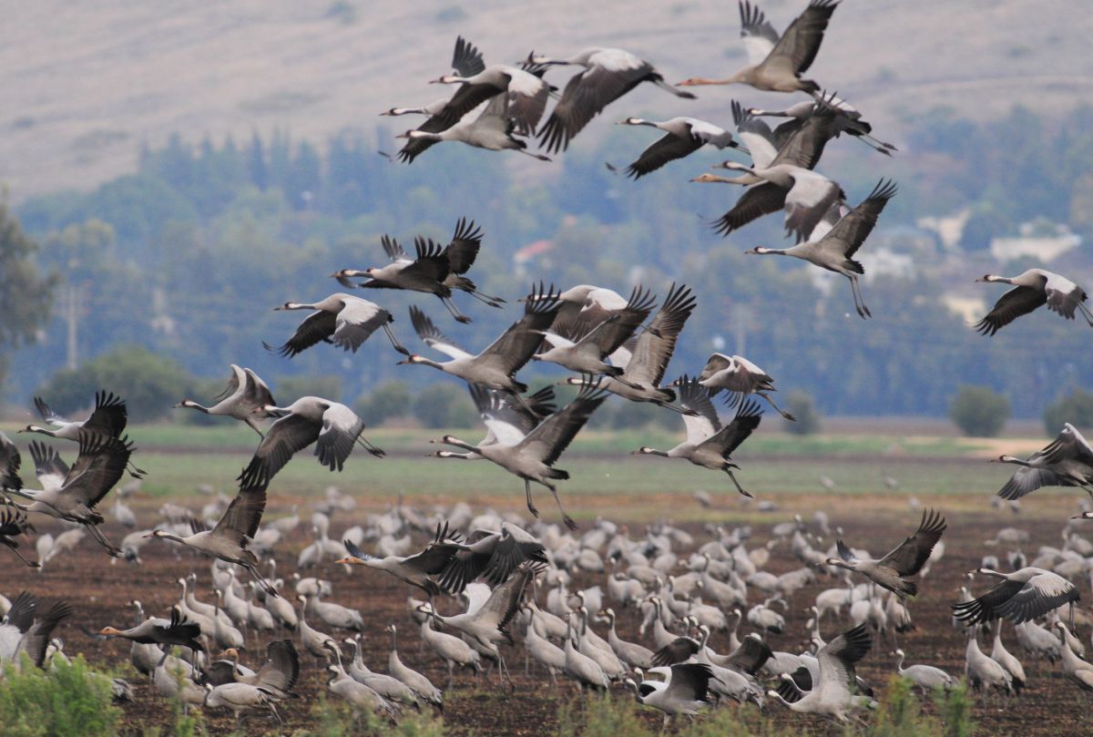 הסתיו הגיע: המקומות הכי שווים לצפות בציפורים נודדות