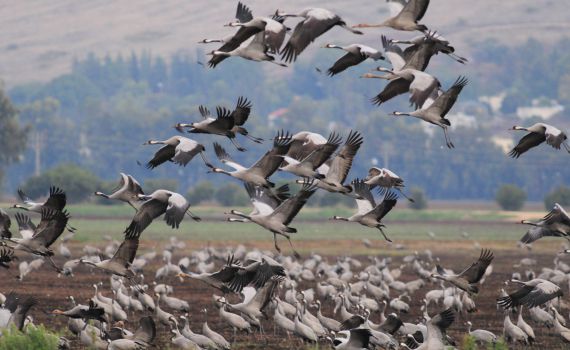 הסתיו הגיע: המקומות הכי שווים לצפות בציפורים נודדות