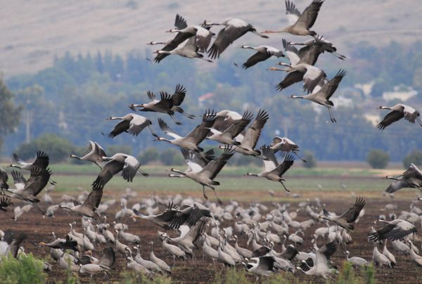 הסתיו הגיע: המקומות הכי שווים לצפות בציפורים נודדות