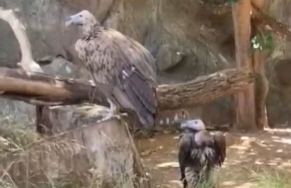 אהבה בשחקים: האלמן מהספארי שמצא בת זוג מפתיעה