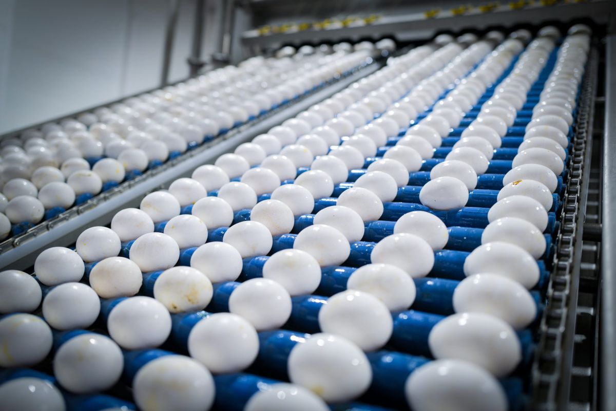 יוקר המחייה: בשבוע הבא יתייקרו מחירי הביצים