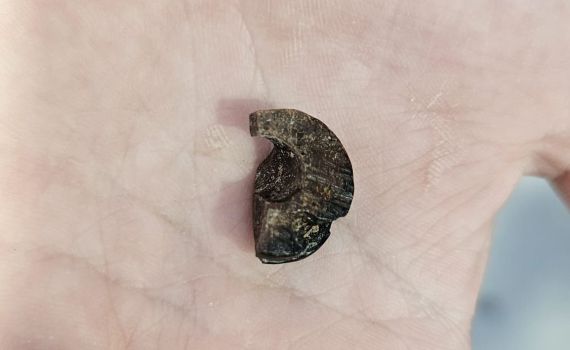 בואו לראות: ממצאים נדירים שנחשפו בשומרון העתיקה