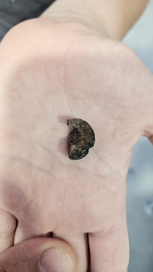 בואו לראות: ממצאים נדירים שנחשפו בשומרון העתיקה