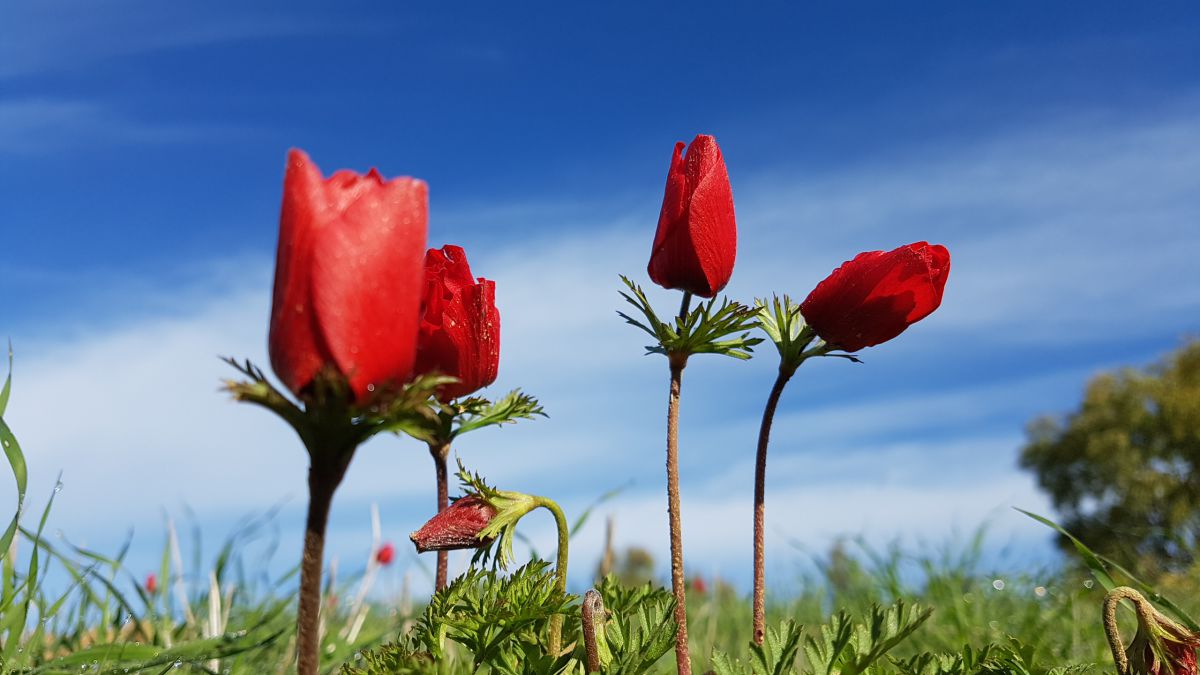 יופי מאיים: תערוכה של רועי עידן ז"ל, צלם המלחמה הראשון