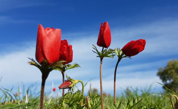 יופי מאיים: תערוכה של רועי עידן ז"ל, צלם המלחמה הראשון
