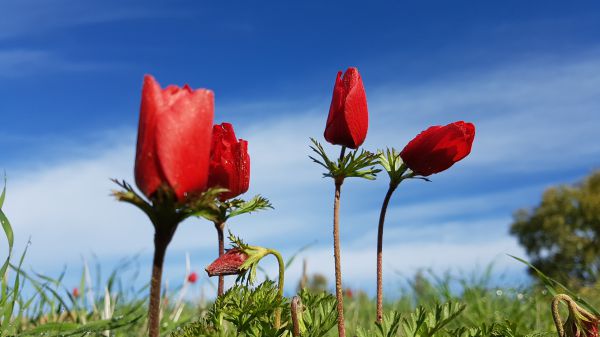 יופי מאיים: תערוכה של רועי עידן ז"ל, צלם המלחמה הראשון
