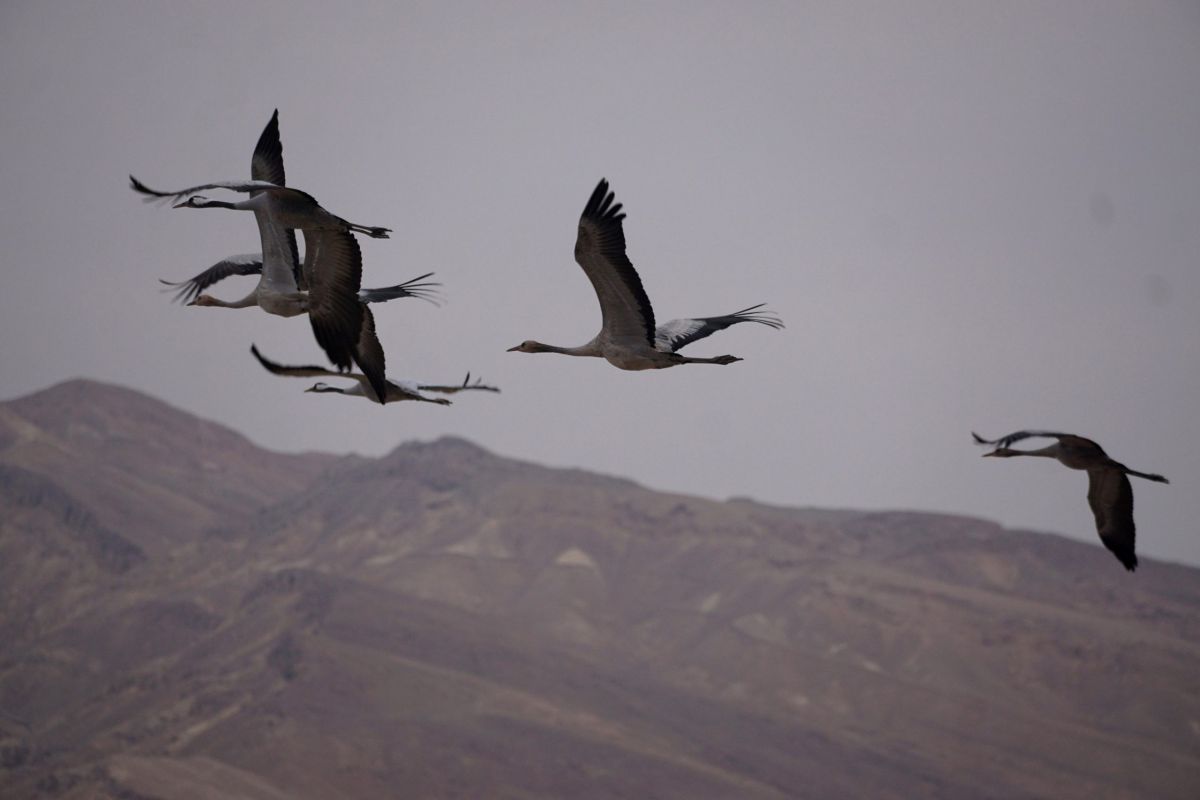עונת הנדידה החלה: אלפי עגורים נצפו מעל יישובי הערבה