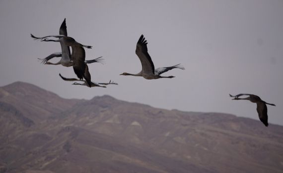 עונת הנדידה החלה: אלפי עגורים נצפו מעל יישובי הערבה