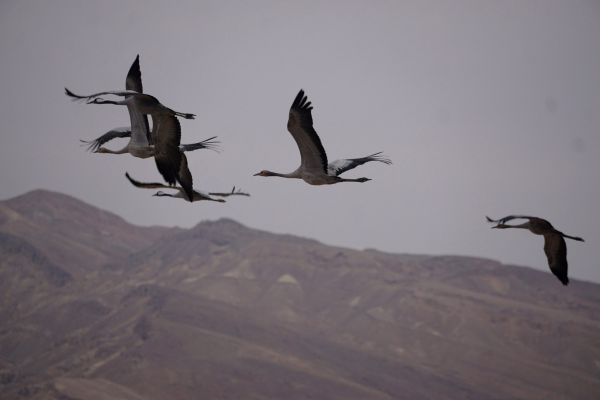עונת הנדידה החלה: אלפי עגורים נצפו מעל יישובי הערבה