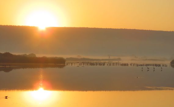 מסדר העגורים באגמון החולה: הספירה הראשונה העונה