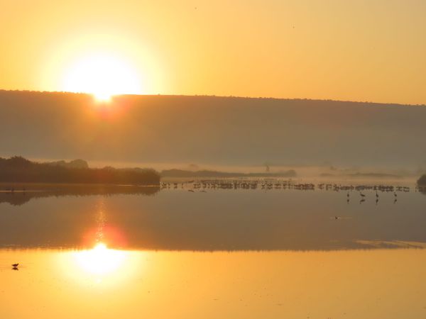 מסדר העגורים באגמון החולה: הספירה הראשונה העונה
