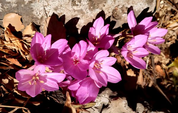 טיול אל מבשרות הסתיו: פריחת החלמונית והסתוונית בגולן