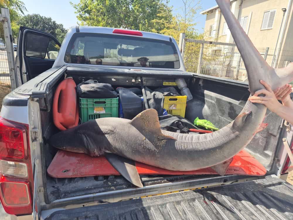 הפתעה בדיג: כרישה מסוג סנפירתן נתפסה באזור חיפה