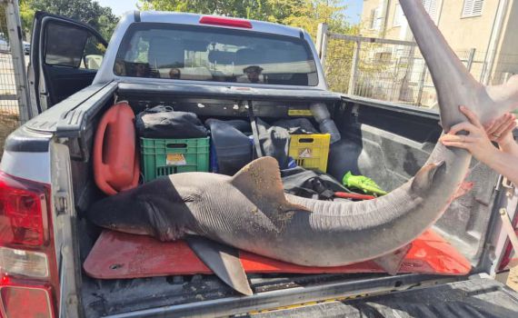 הפתעה בדיג: כרישה מסוג סנפירתן נתפסה באזור חיפה