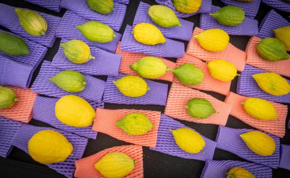 סערת האתרוגים בצה"ל