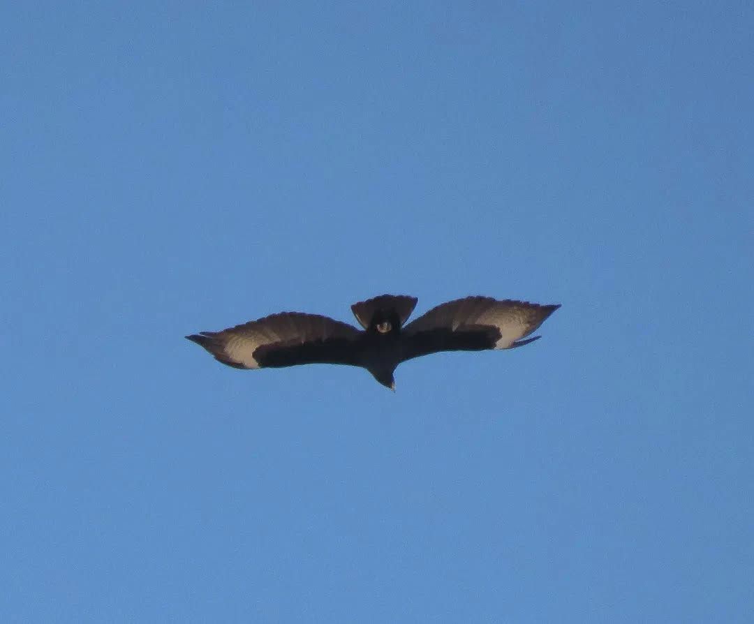 אחרי שלא נראה שנים: עיט שחור נצפה באילת | תיעוד נדיר