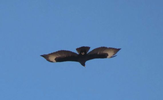 אחרי שלא נראה שנים: עיט שחור נצפה באילת | תיעוד נדיר