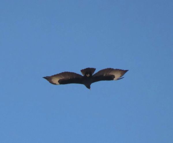 אחרי שלא נראה שנים: עיט שחור נצפה באילת | תיעוד נדיר