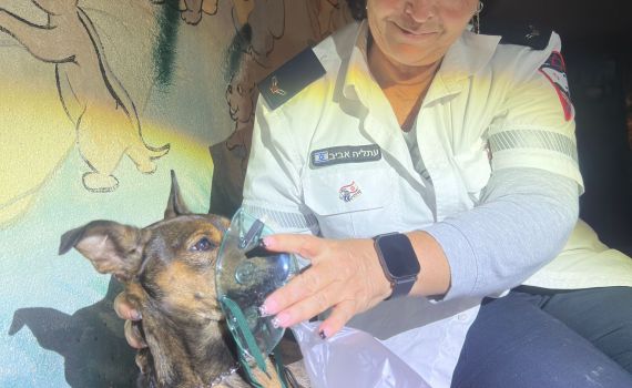 מרגש: פרמדיקים של מד"א הצילו כלב שנפגע בשריפה באשקלון