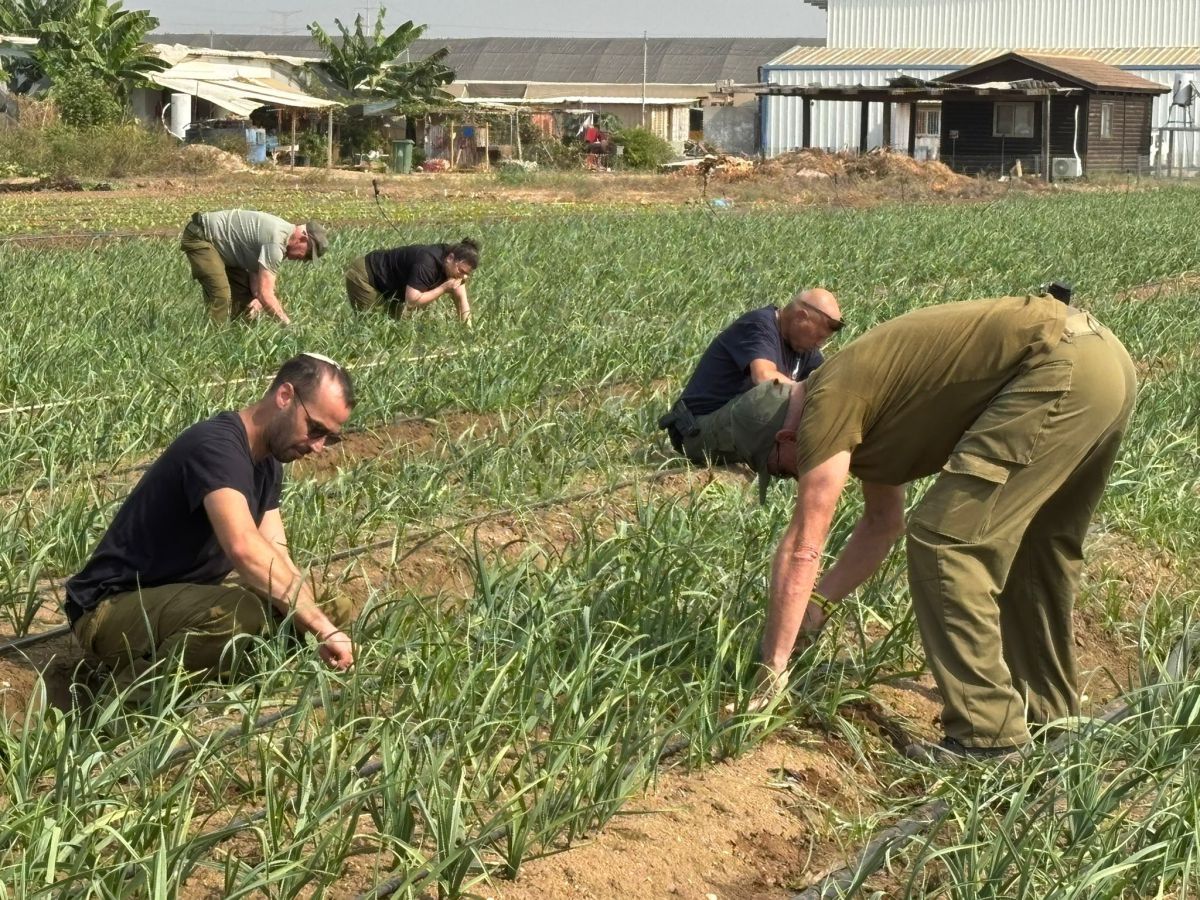 המסע של אוגדה 98: משנתיים של קרבות לעבודה בשדות