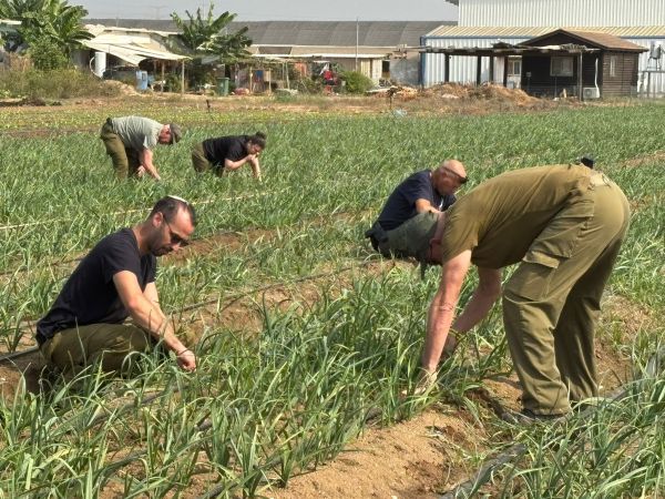 המסע של אוגדה 98: משנתיים של קרבות לעבודה בשדות