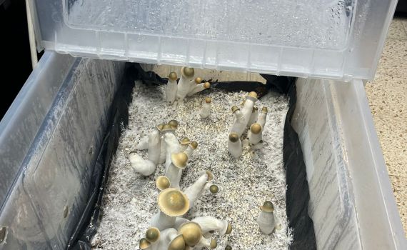 במזוודה בנתב"ג: תושב בית שמש ניסה להבריח 18 ק"ג של סמים קשים