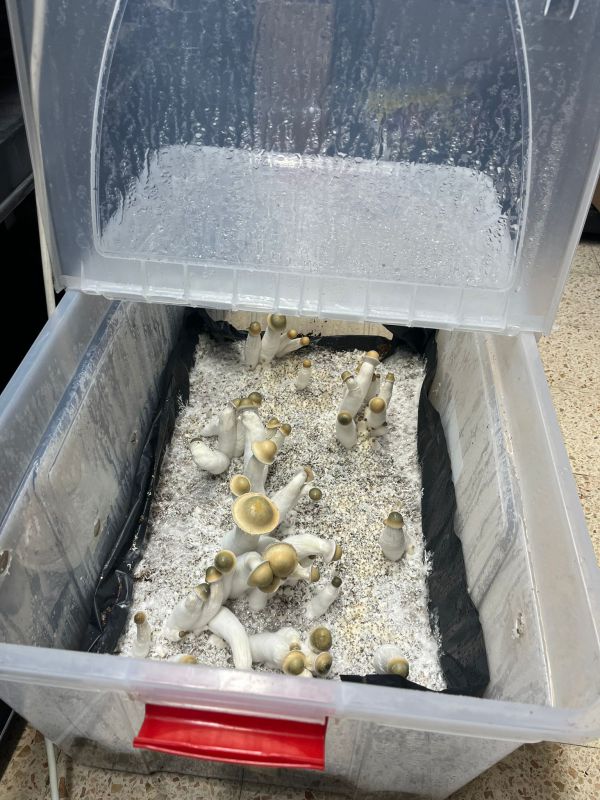 במזוודה בנתב"ג: תושב בית שמש ניסה להבריח 18 ק"ג של סמים קשים