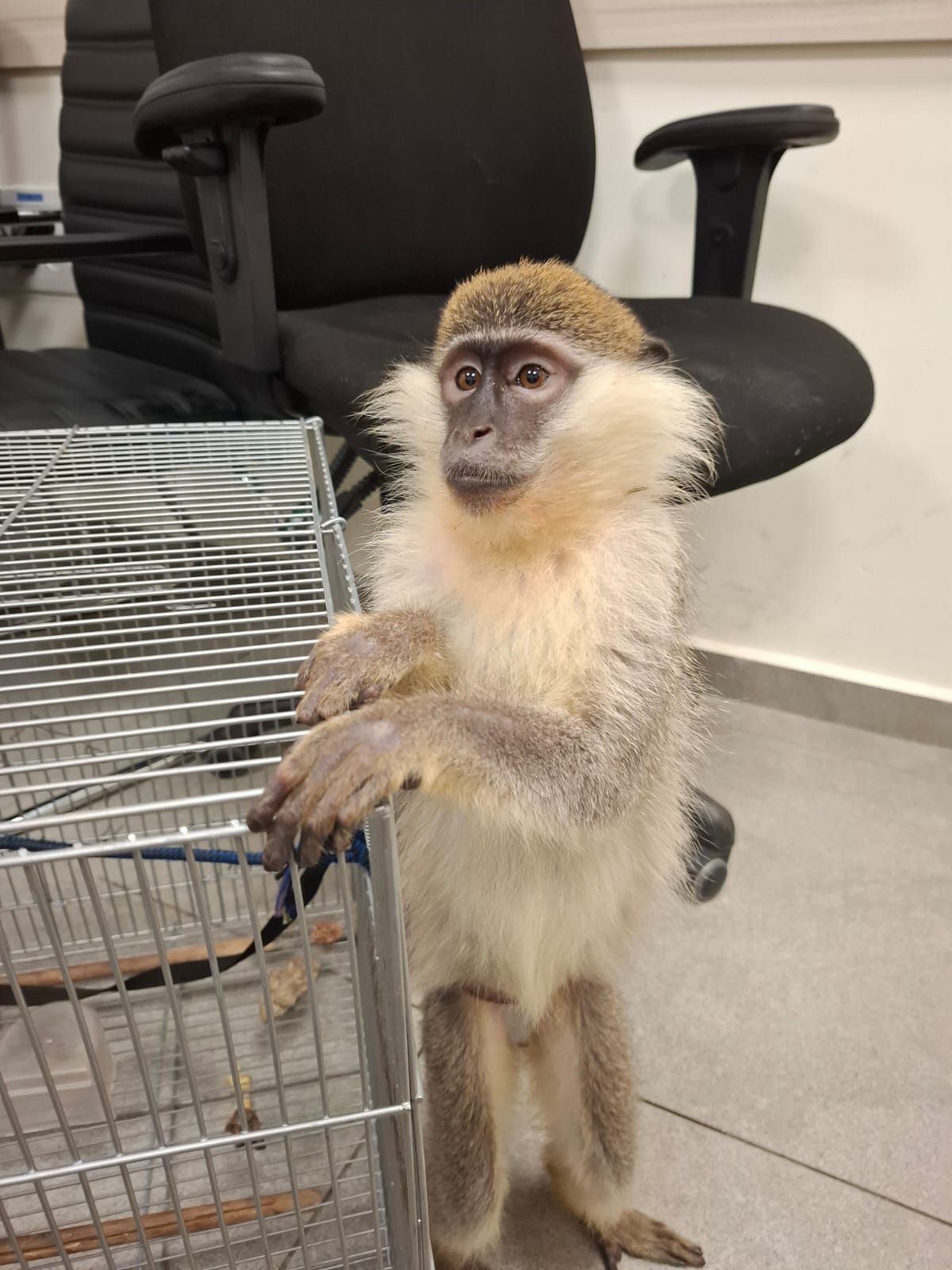 ה-61: קוף נמצא קשור בבניין בלוד כשהוא במצב רע