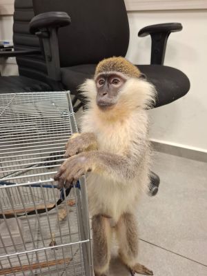 הוחזק בניגוד לחוק: קוף נמצא קשור בבניין במרכז הארץ