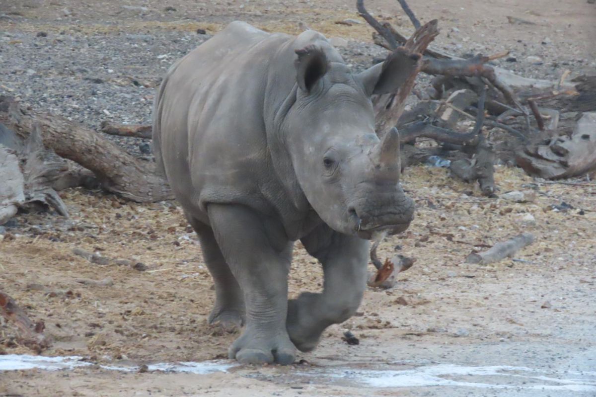 מזל טוב: יום הולדת שנה לרעי הקרנף שנולד בספארי
