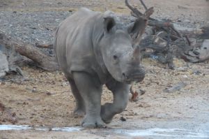 מזל טוב: יום הולדת שנה לרעי הקרנף שנולד בספארי
