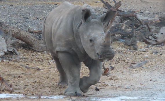 מזל טוב: יום הולדת שנה לרעי הקרנף שנולד בספארי