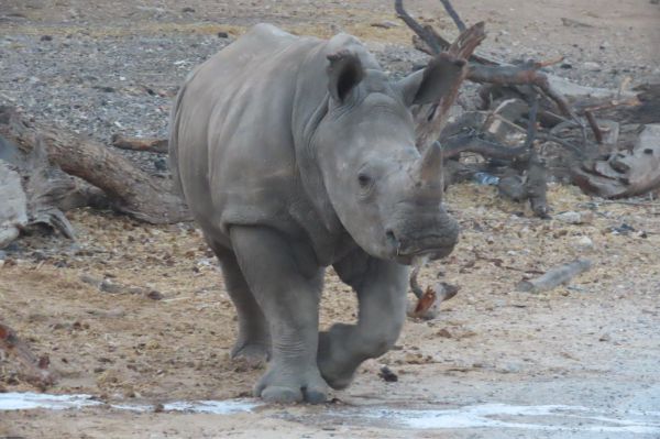 מזל טוב: יום הולדת שנה לרעי הקרנף שנולד בספארי