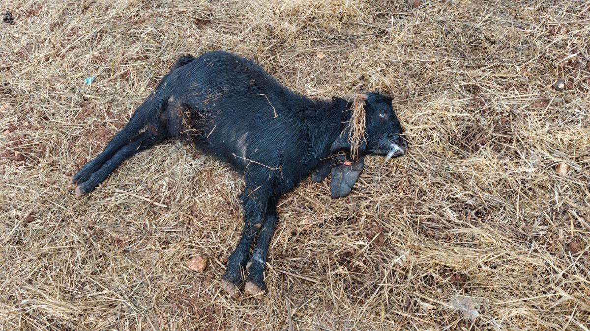 ערבים הרעילו עדר צאן של חווה בבנימין: חשוד אחד נעצר