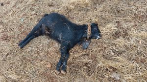 ערבים הרעילו עדר צאן של חווה בבנימין: חשוד אחד נעצר